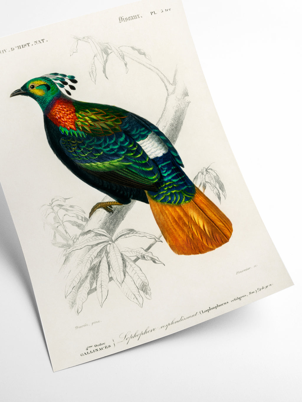 Himalayan monal by Charles Dessalines D_ Orbigny (1806-1876)