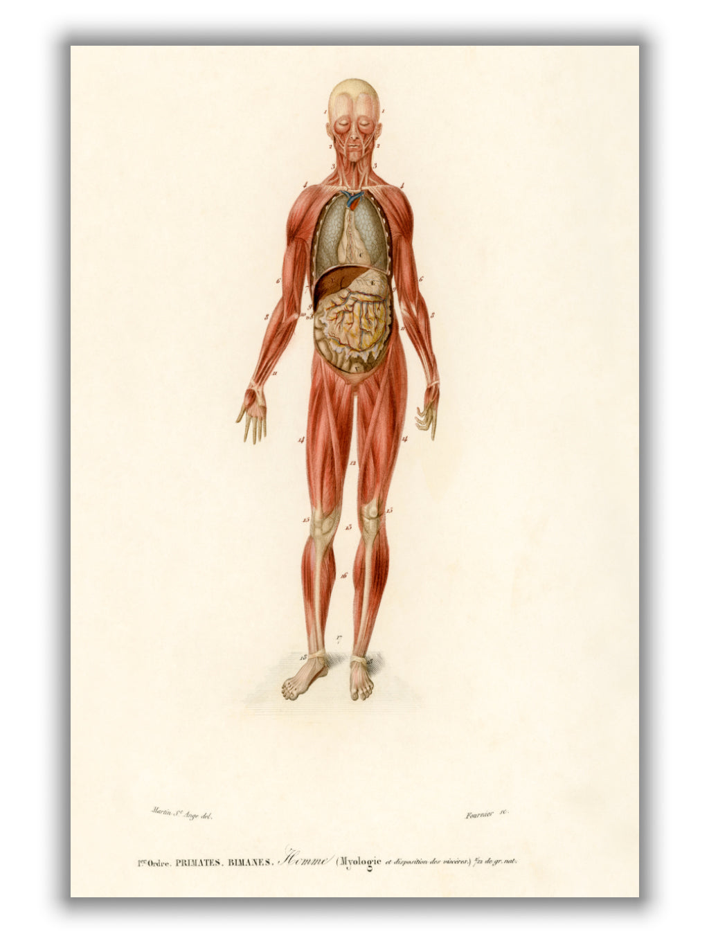 Human Body