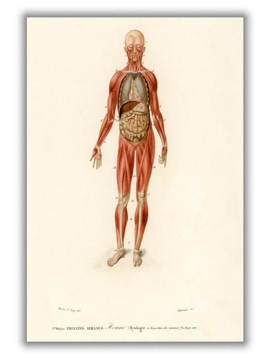 Human Body