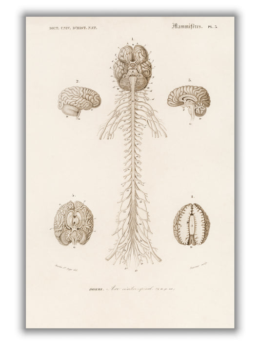 Human Brain illustration