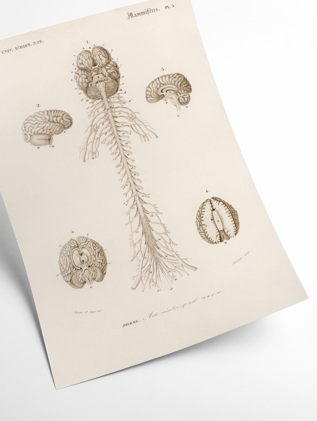 Human Brain illustration