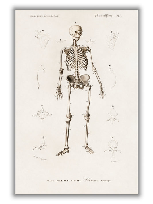 Human skeleton illustration