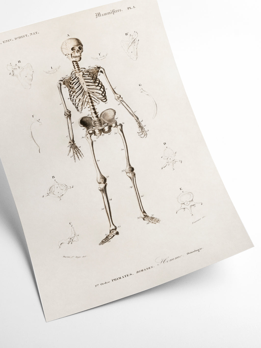 Human skeleton illustration