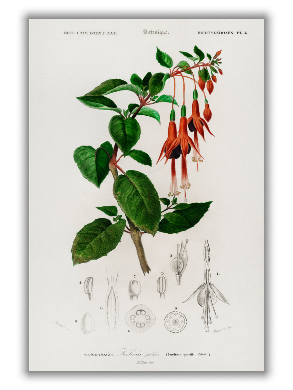 Hummingbird fuchsia