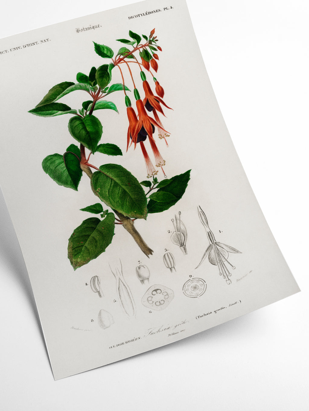 Hummingbird fuchsia