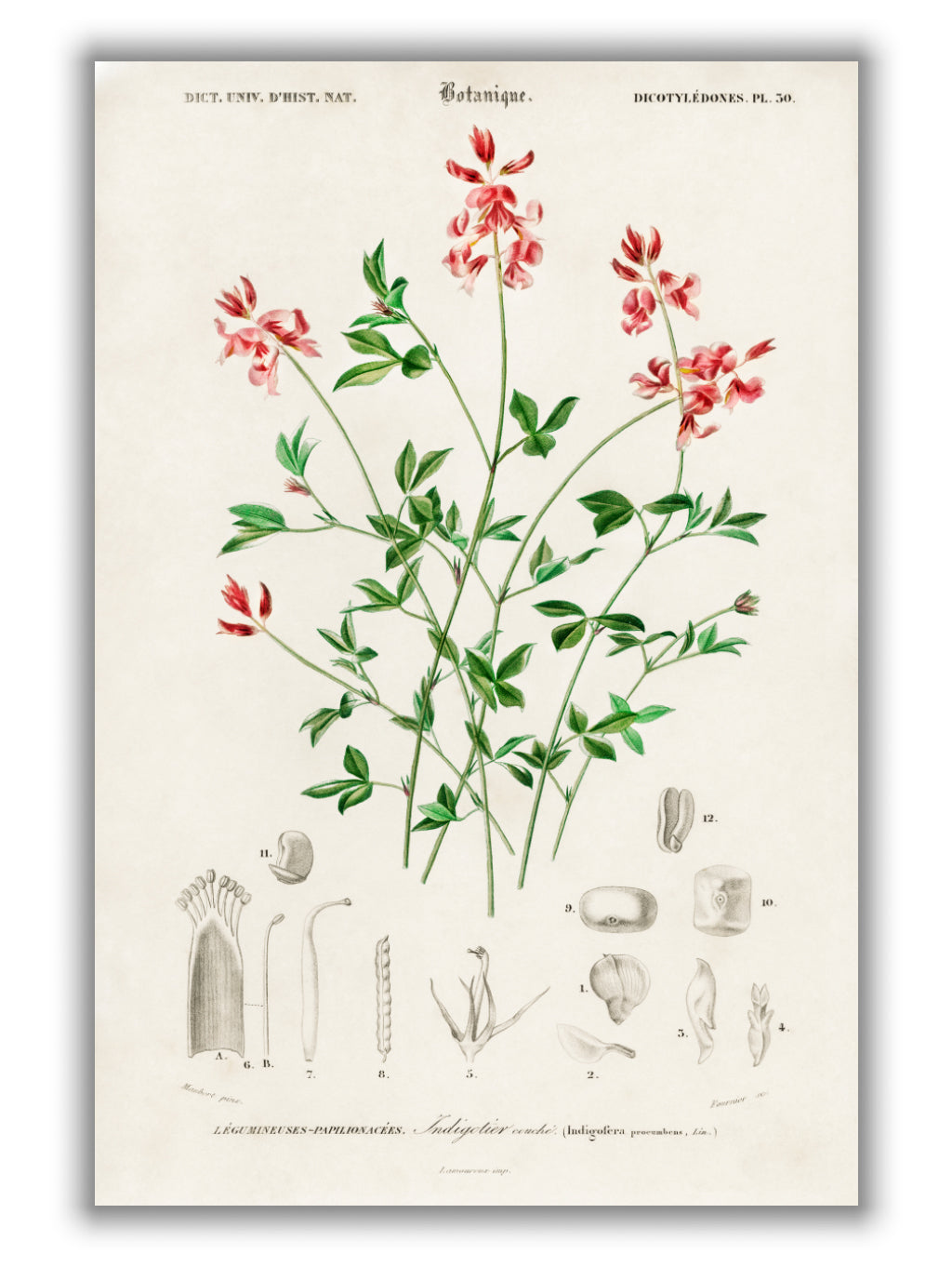 Indigofera procumbens