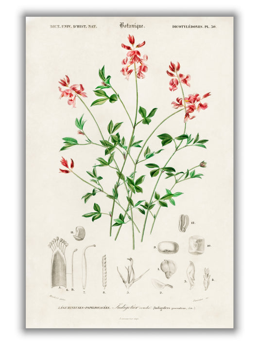 Indigofera procumbens