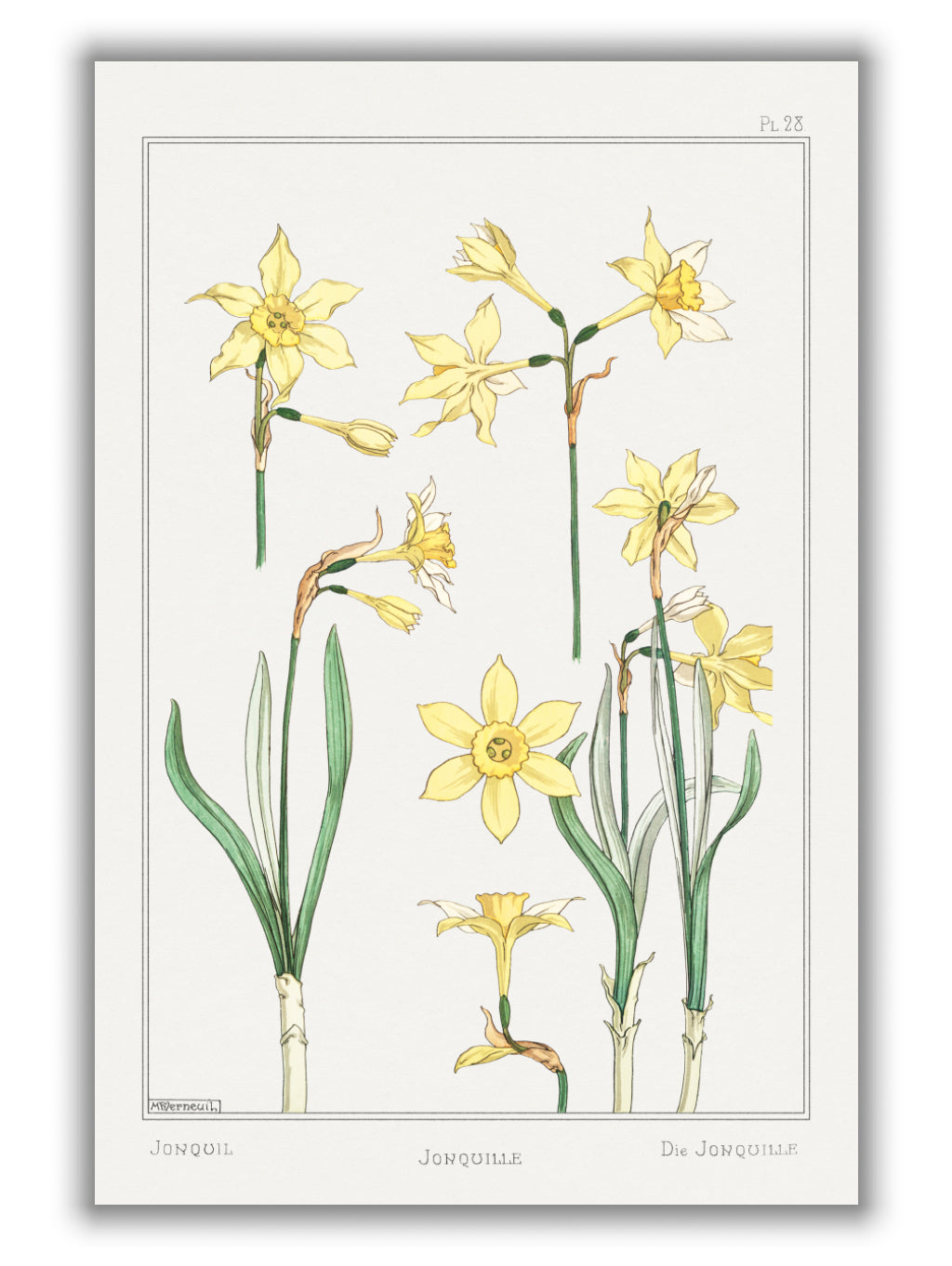 Jonquille or Jonquil II by Maurice Pillard Verneuil