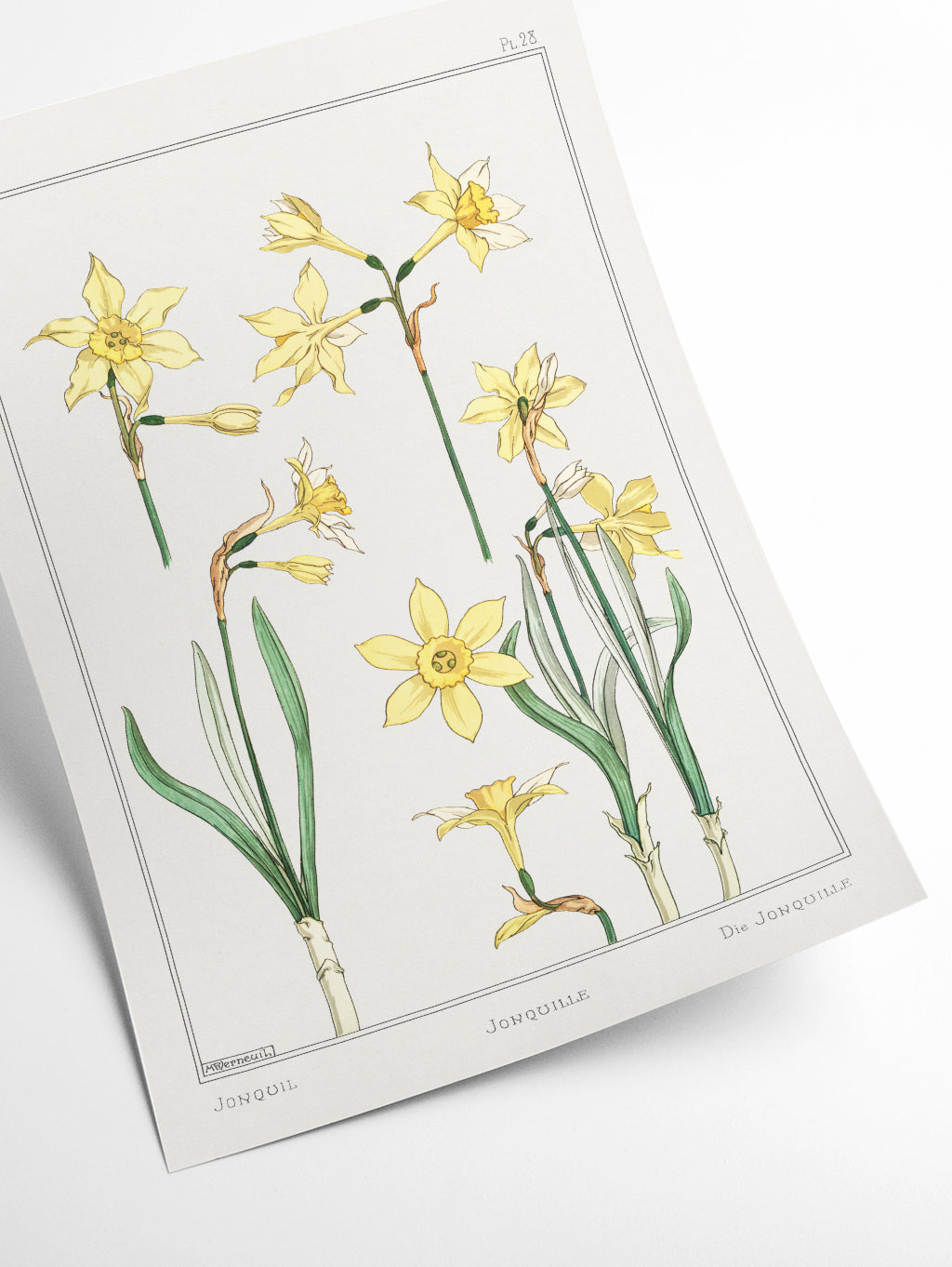Jonquille or Jonquil II by Maurice Pillard Verneuil