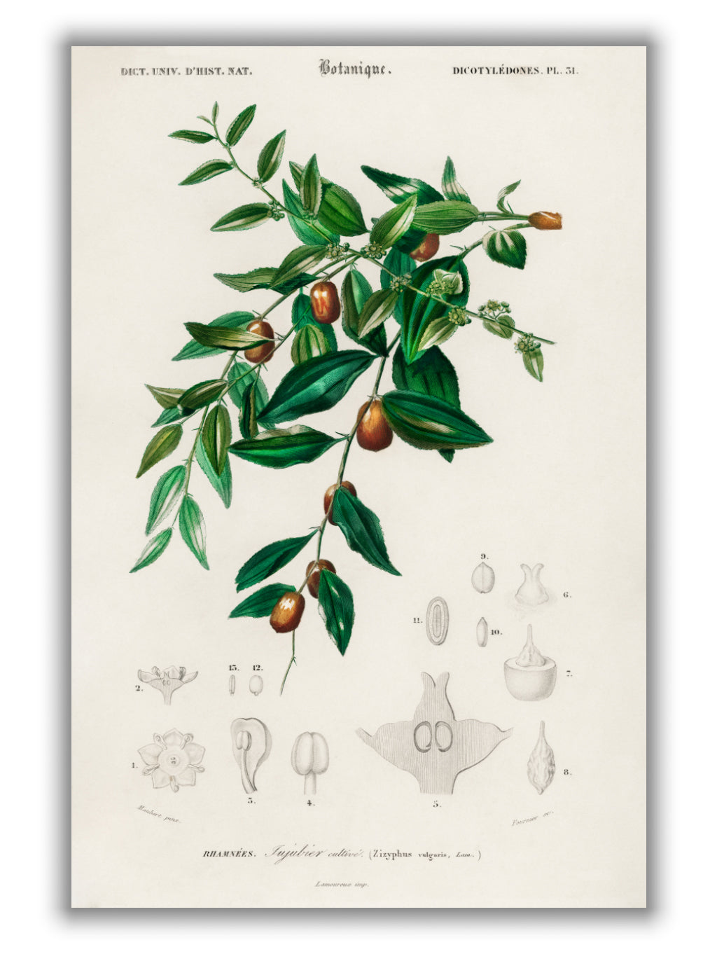 Jujube red date by Charles Dessalines D_ Orbigny (1806-1876)