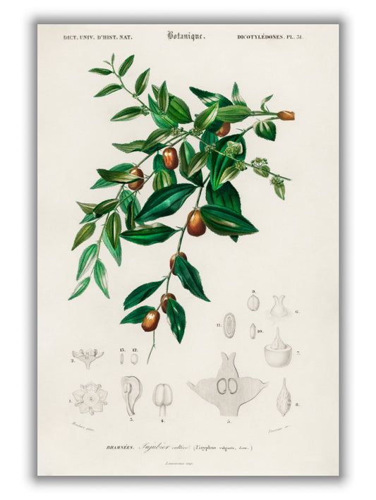 Jujube red date by Charles Dessalines D_ Orbigny (1806-1876)