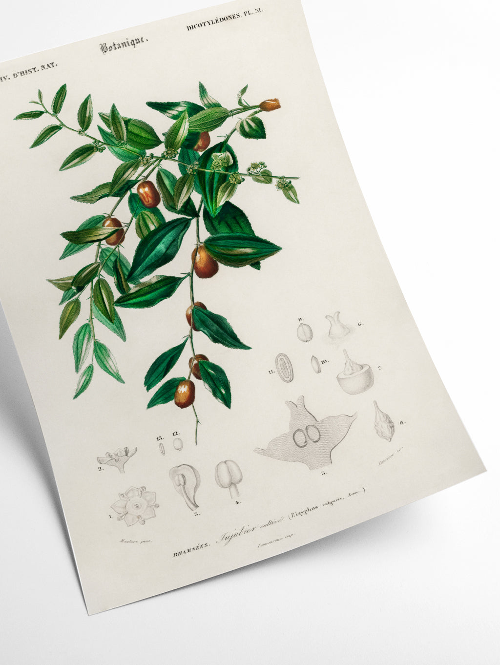Jujube red date by Charles Dessalines D_ Orbigny (1806-1876)