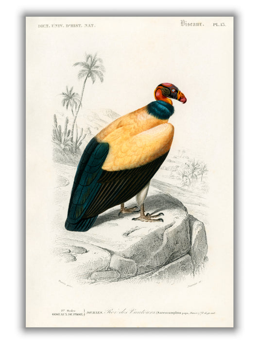 King vulture Illustration