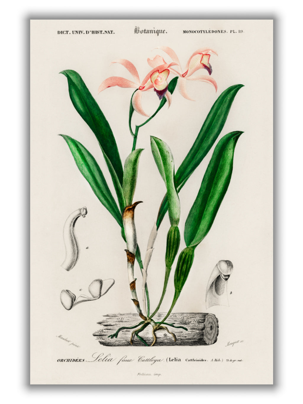 Lelia cattleioides by Charles Dessalines D_ Orbigny (1806-1876)
