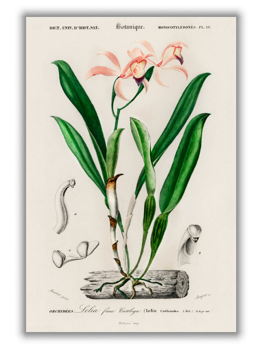 Lelia cattleioides by Charles Dessalines D_ Orbigny (1806-1876)