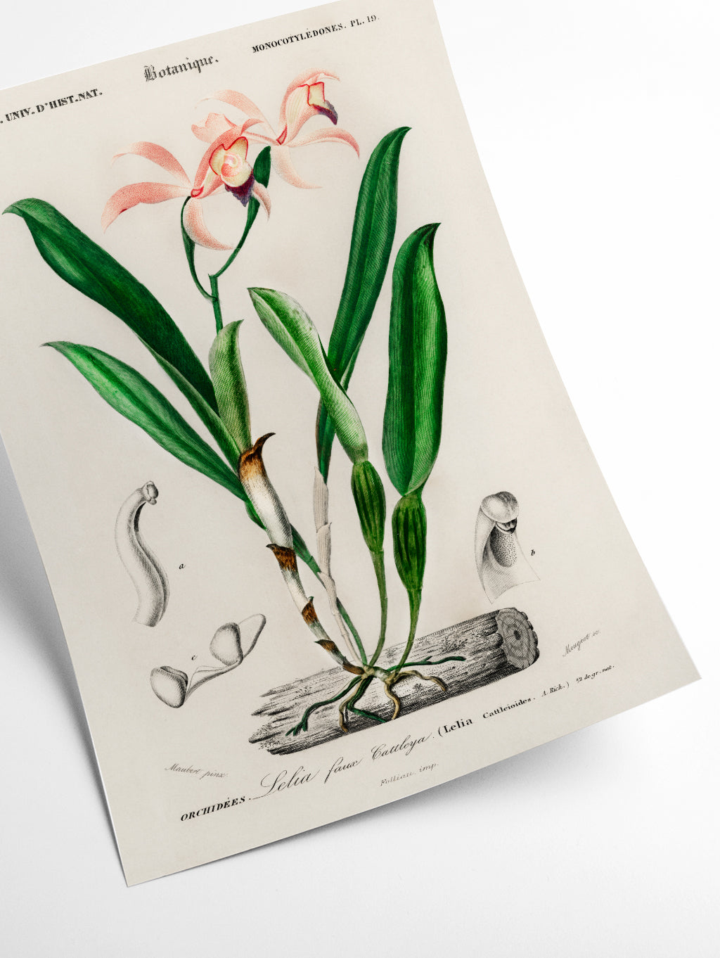 Lelia cattleioides by Charles Dessalines D_ Orbigny (1806-1876)