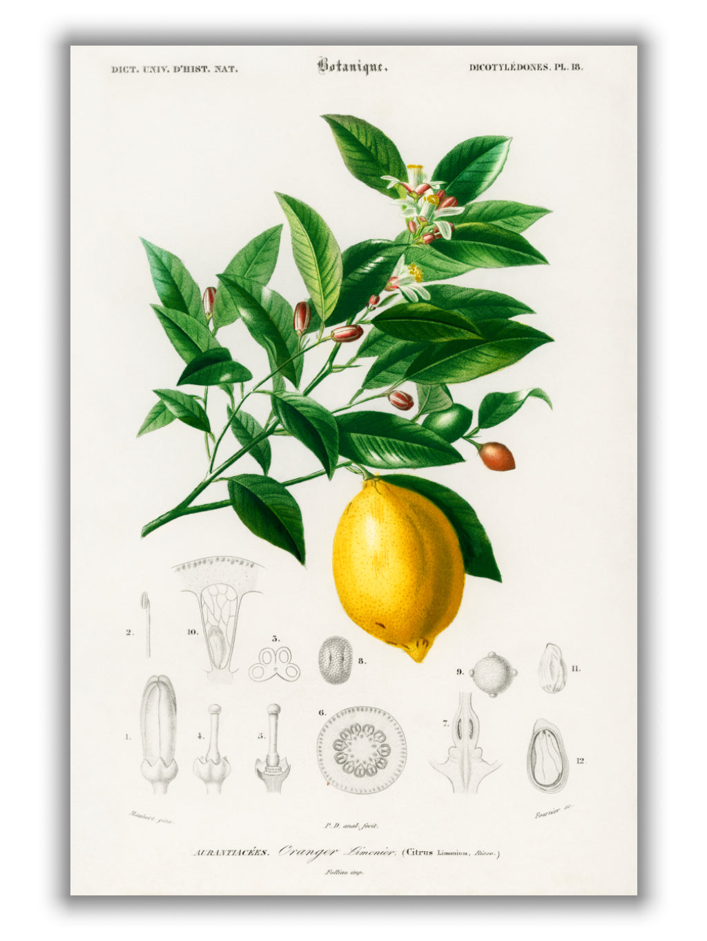 Lemon illustration