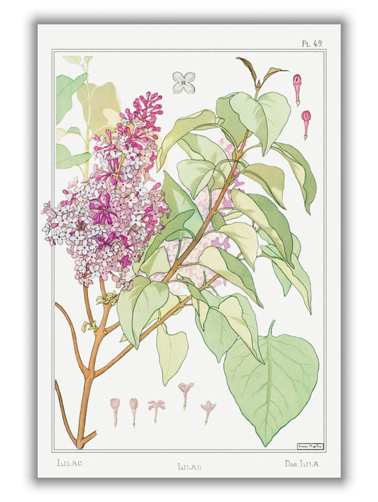 Lilas (Lilac) by Maurice Pillard Verneuil