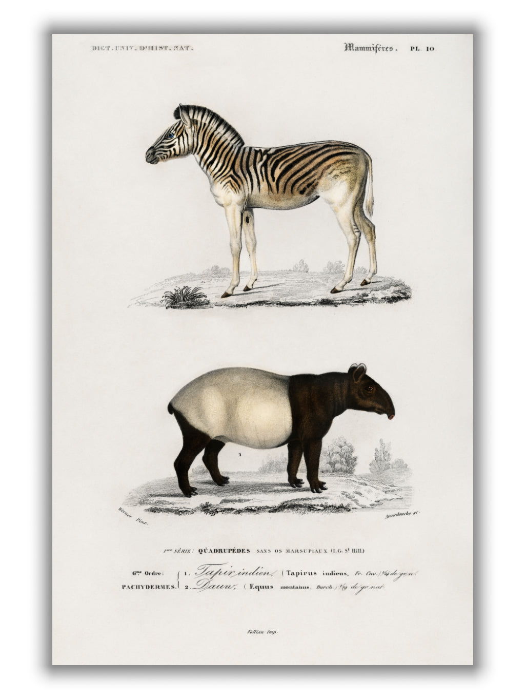 Malayan Tapir and Mountain Zebra