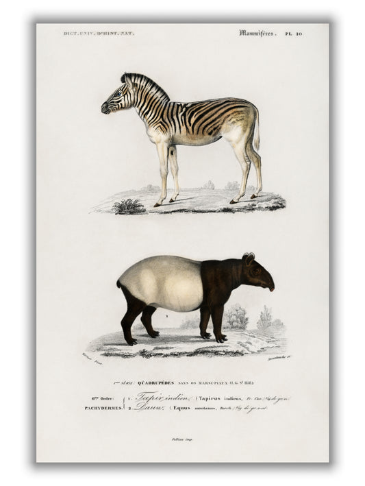 Malayan Tapir and Mountain Zebra