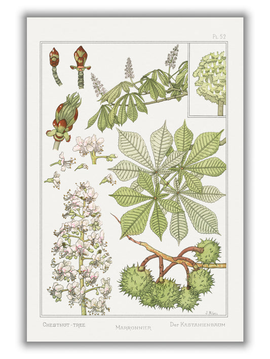 Marronnier (chestnut tree) III by Maurice Pillard Verneuil