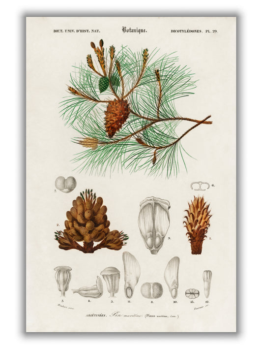Martime pine tree and needles