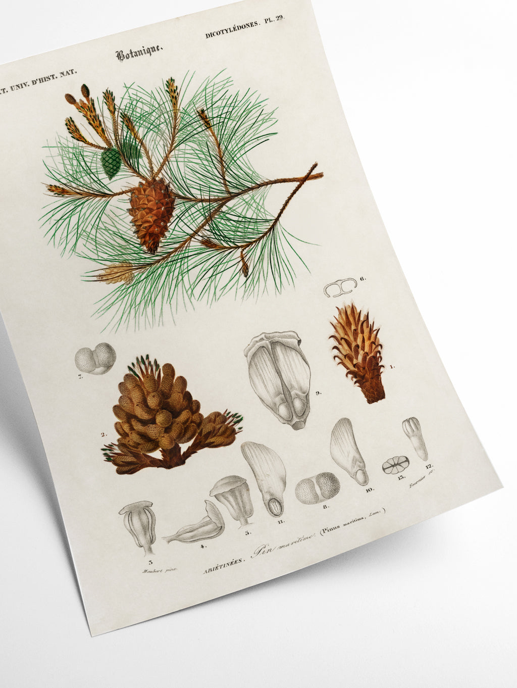 Martime pine tree and needles