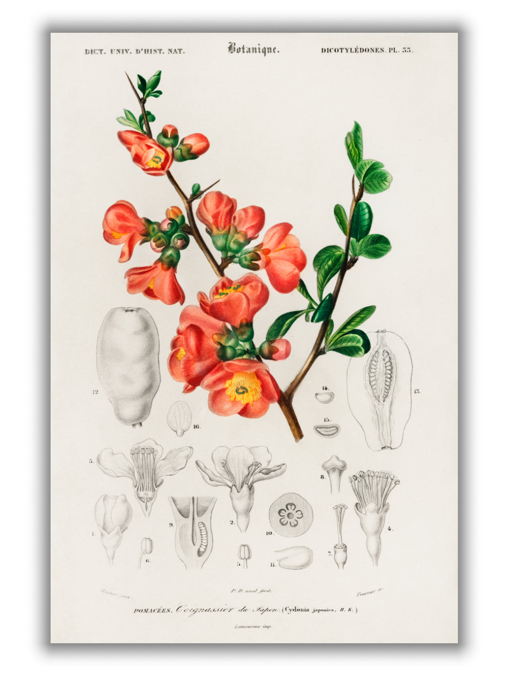 Maule's quince (Cydonia japonica) Illustration