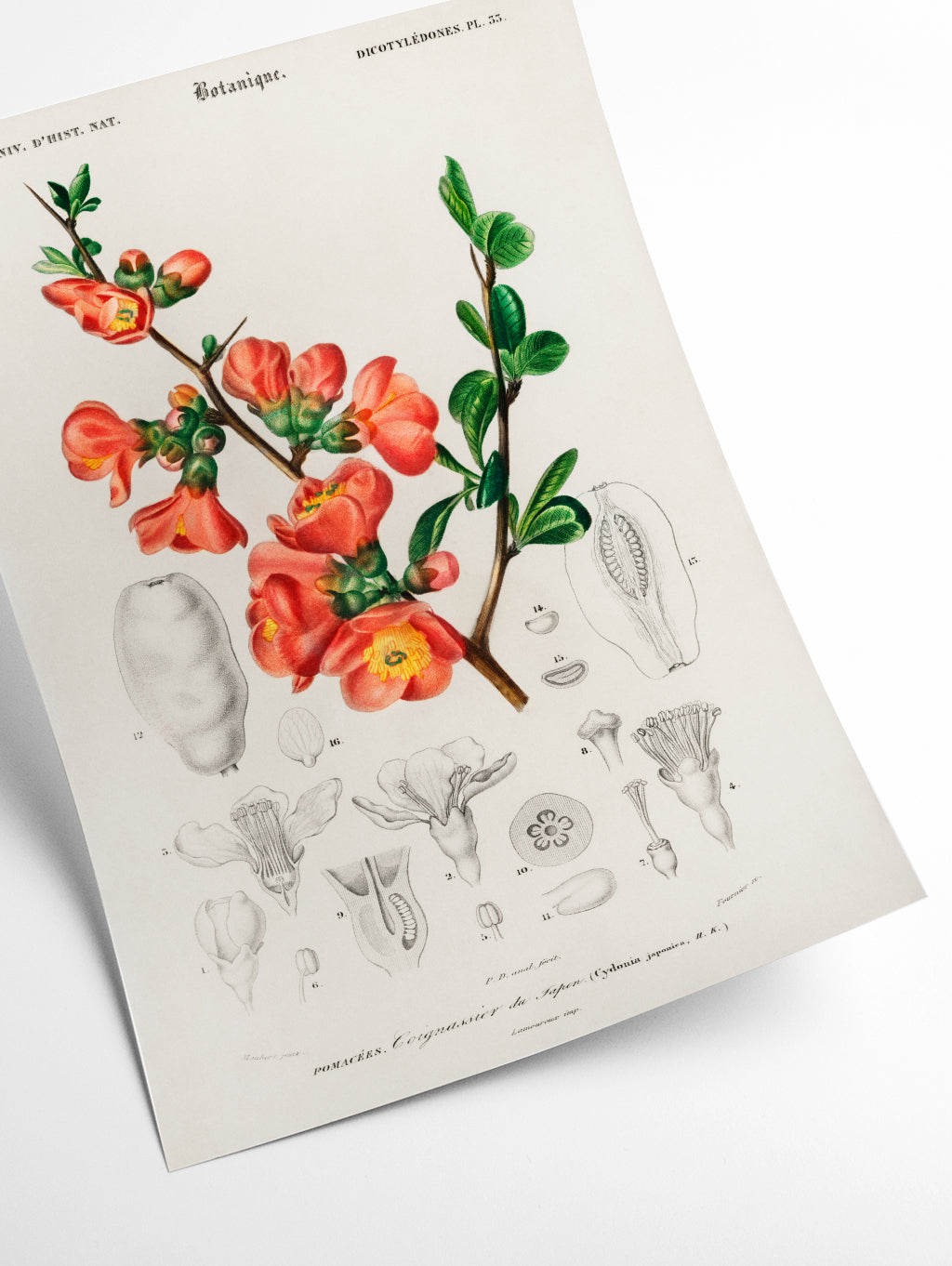 Maule's quince (Cydonia japonica) Illustration
