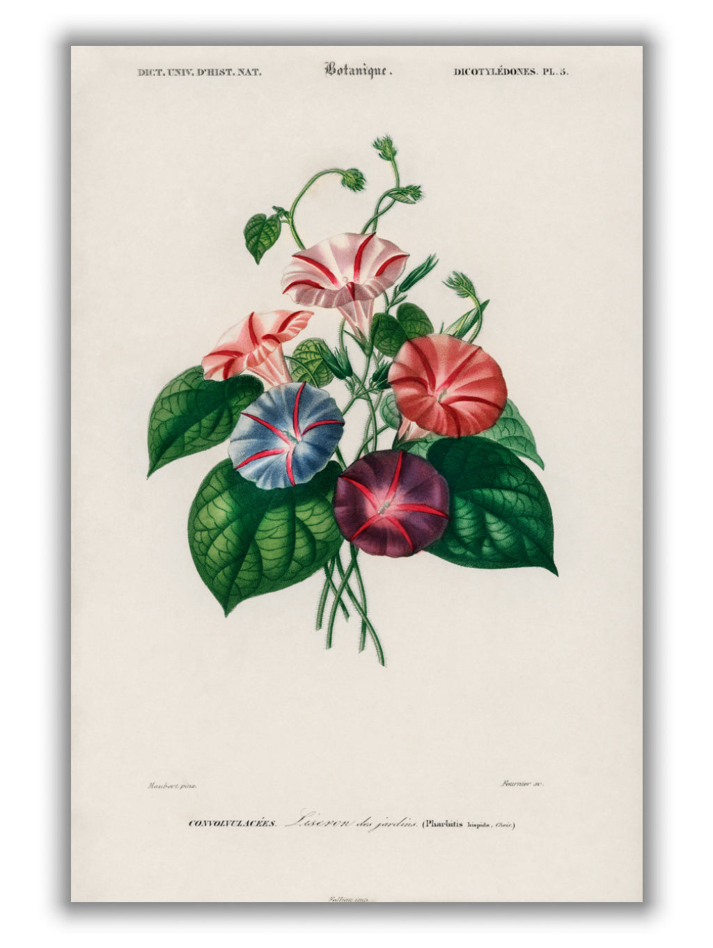 Morning-glory