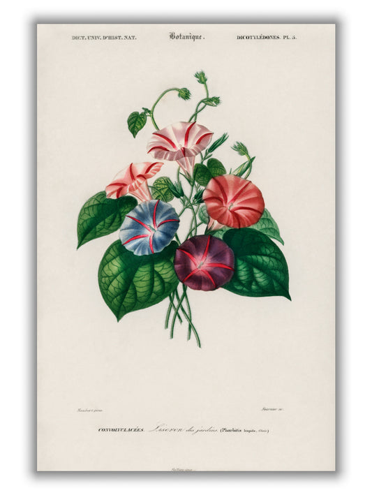 Morning-glory