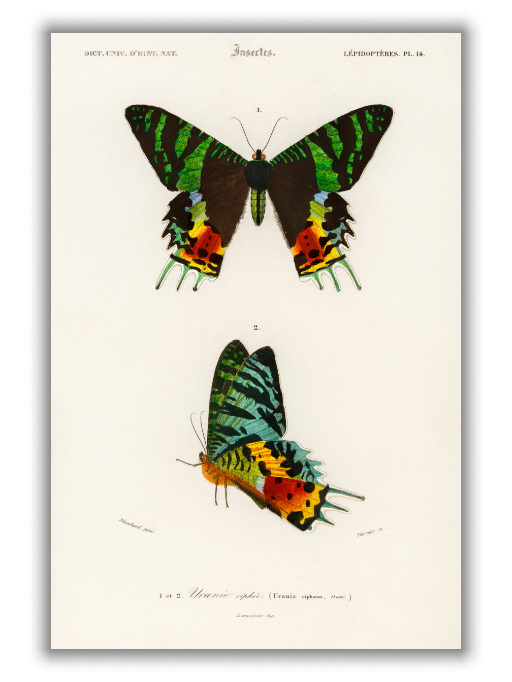 Moth Illustration