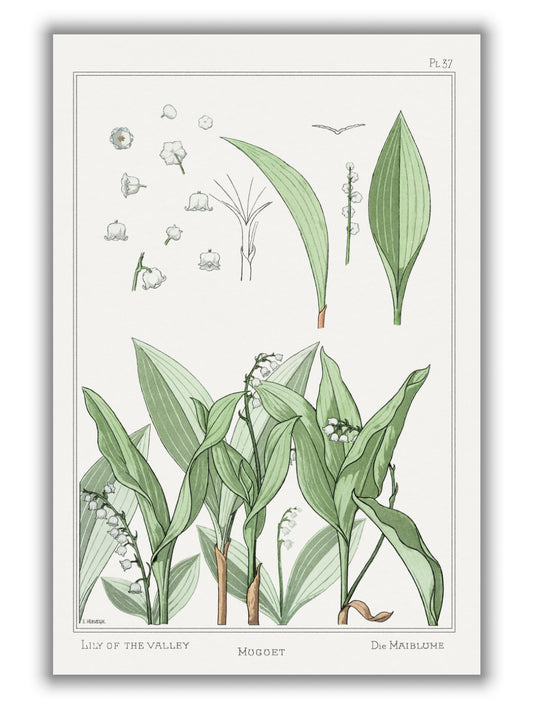 Muguet (lily of the valley) III by Maurice Pillard Verneuil