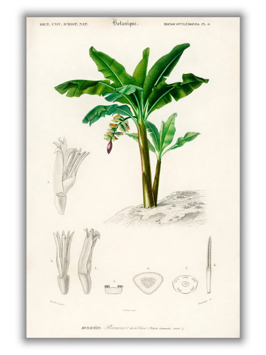 Musa Chinensis by Charles Dessalines D_ Orbigny (1806-1876)