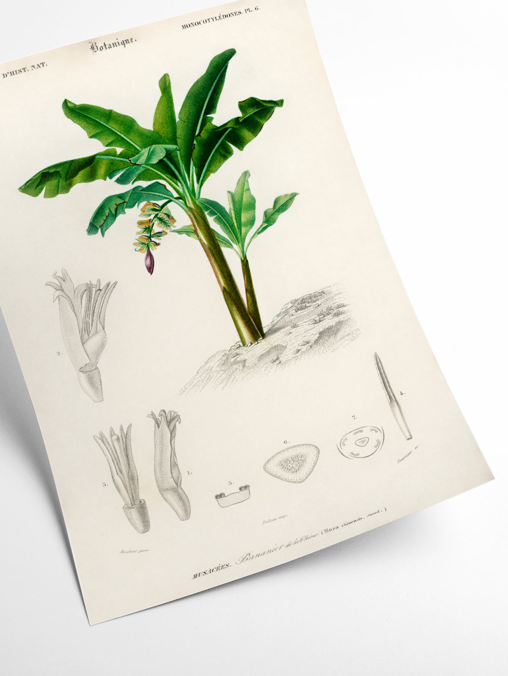 Musa Chinensis by Charles Dessalines D_ Orbigny (1806-1876)