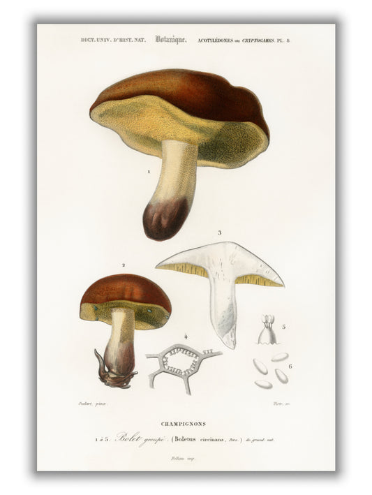 Mushroom Illustration