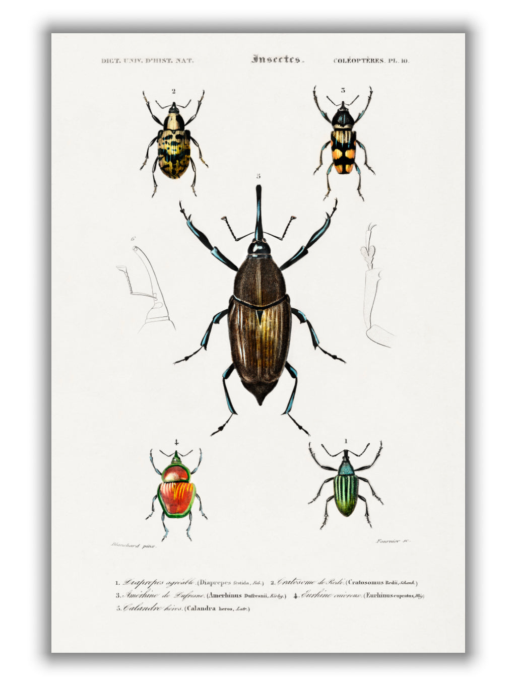 Natural History - Different types of Beetle 2