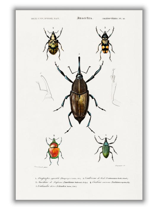 Natural History - Different types of Beetle 2