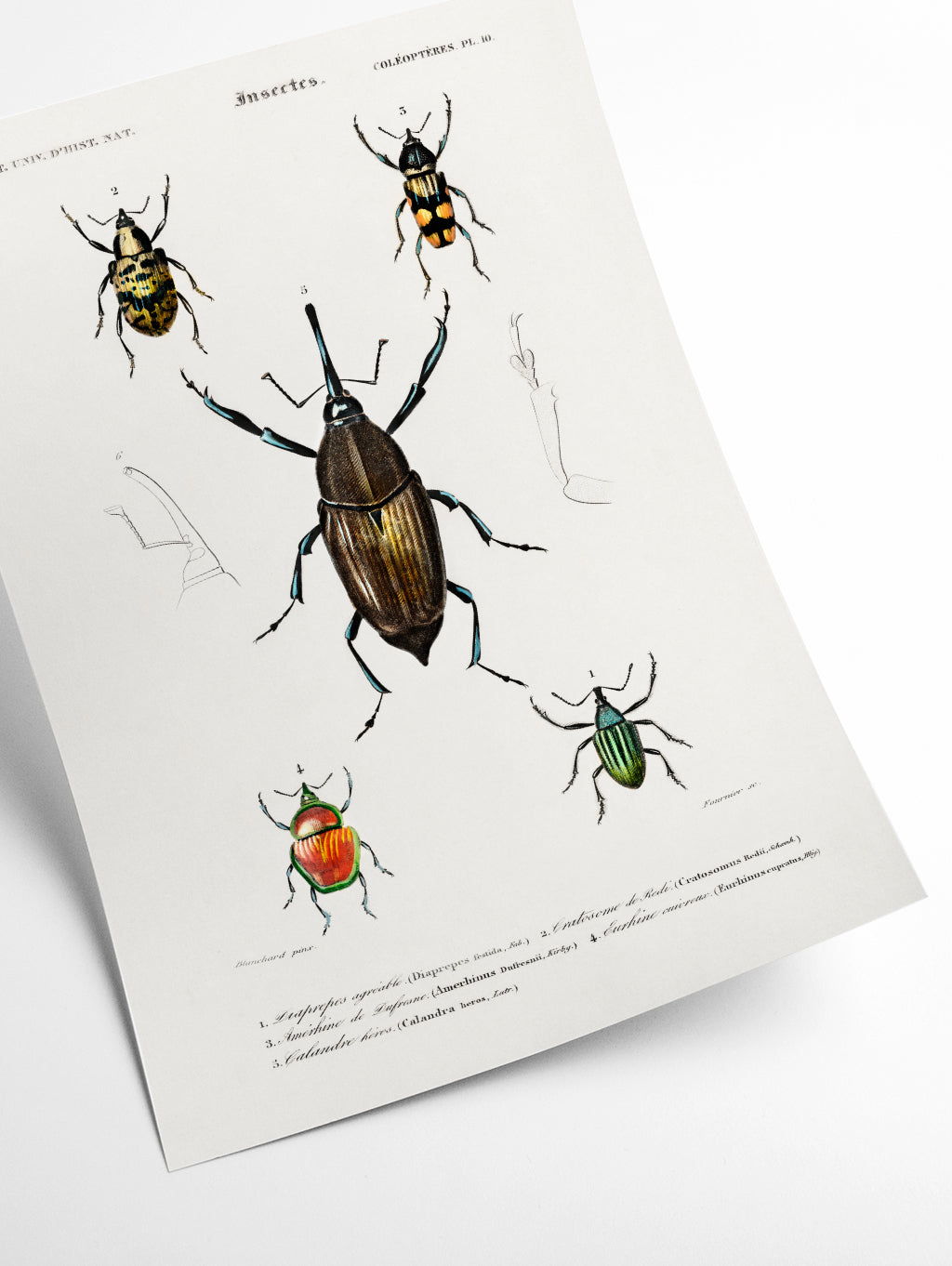 Natural History - Different types of Beetle 2