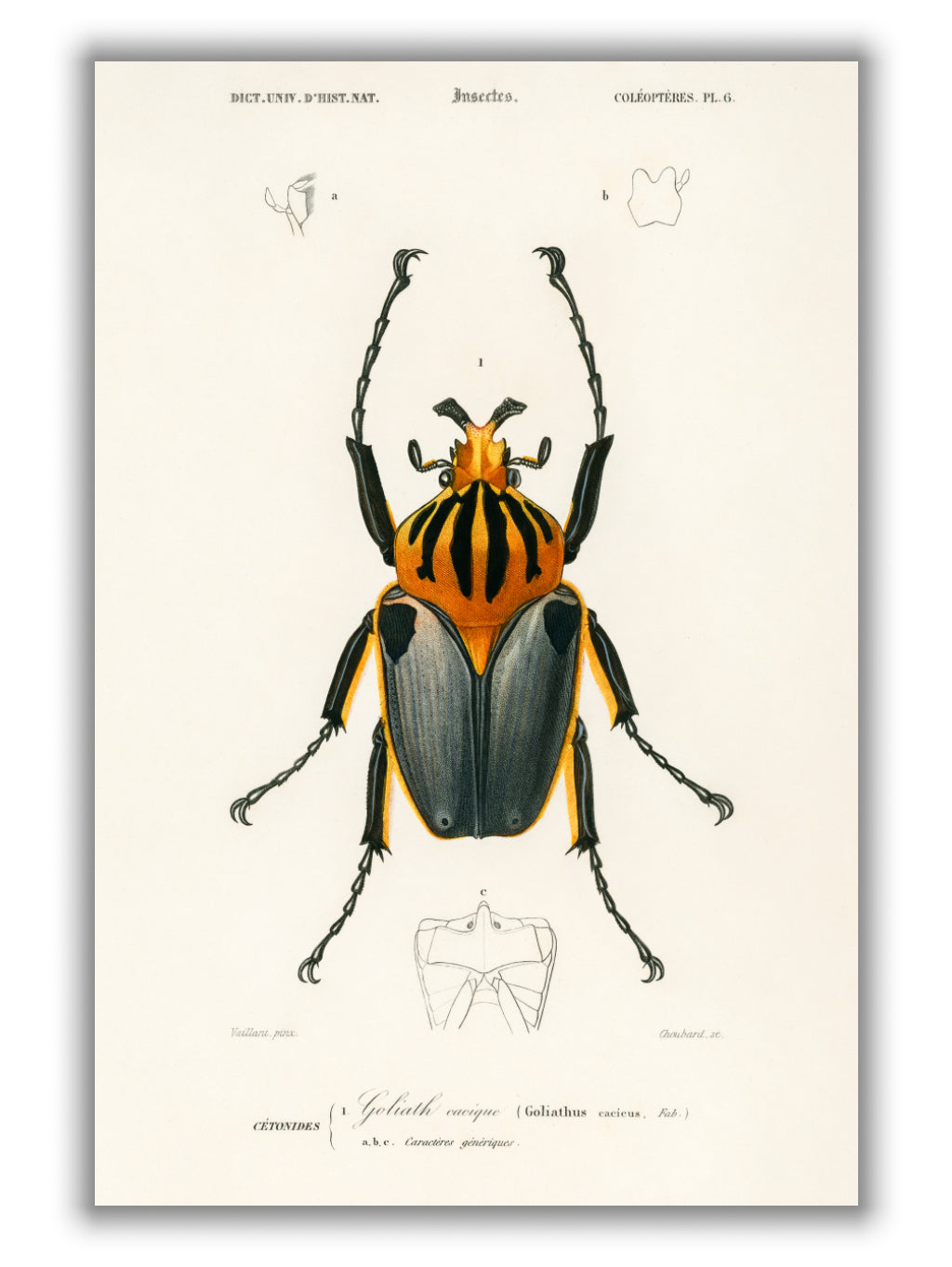 Natural History - Different types of Beetle 3