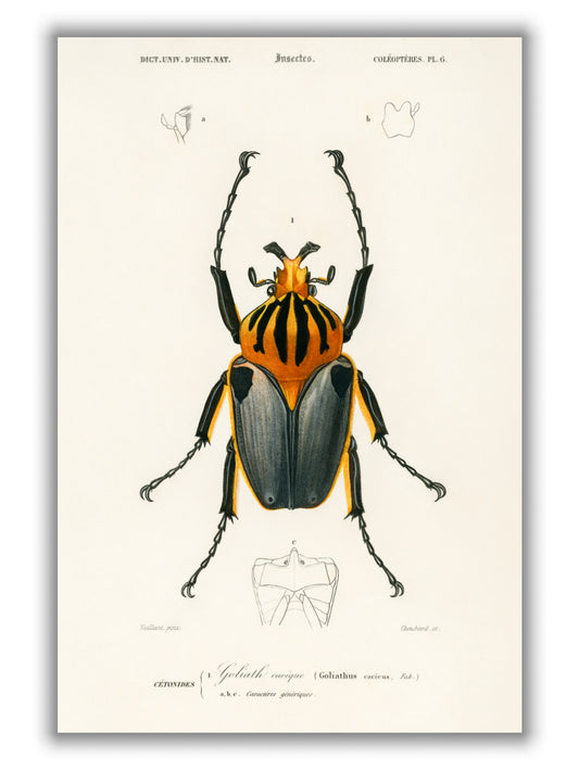 Natural History - Different types of Beetle 3