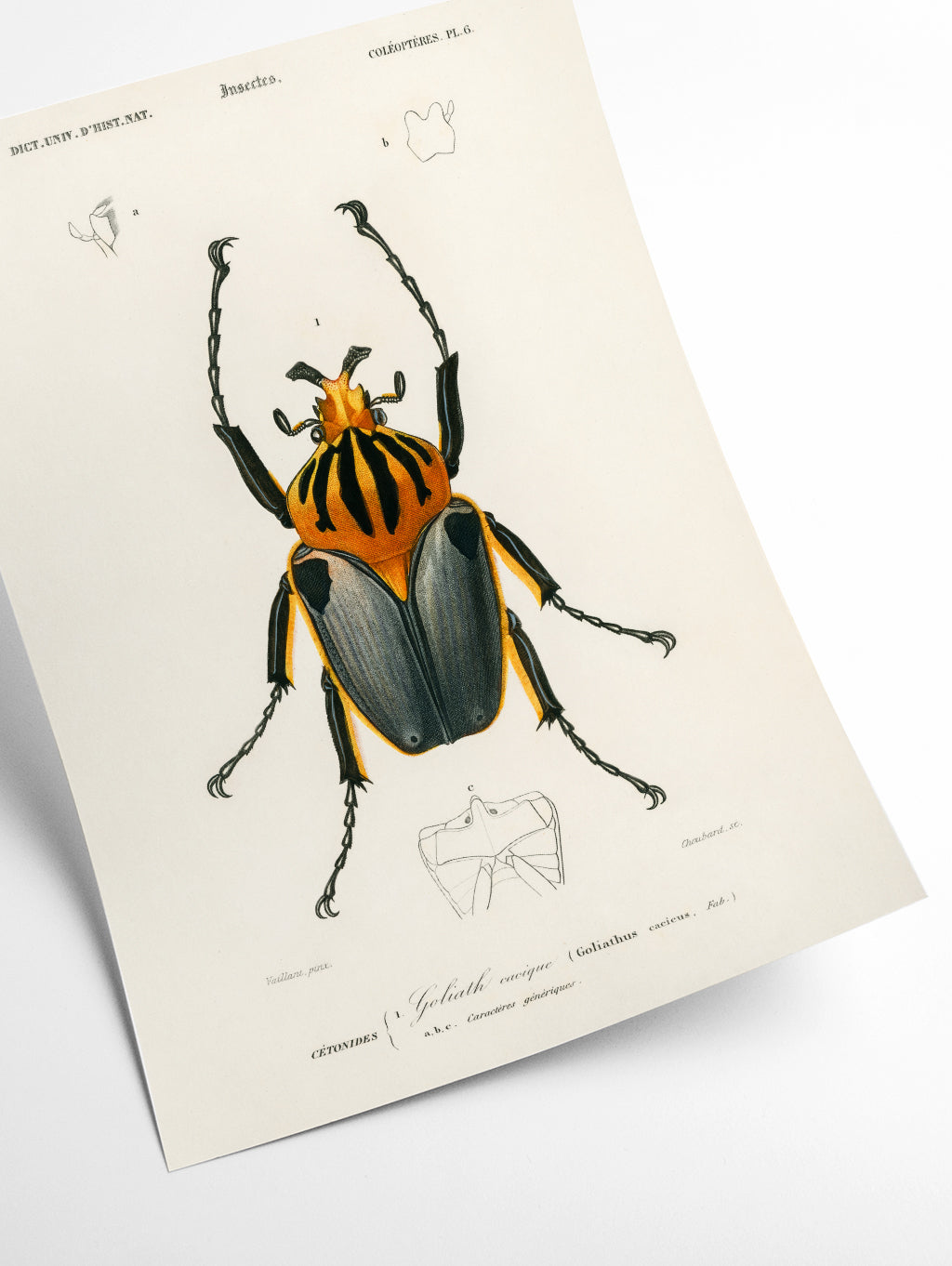 Natural History - Different types of Beetle 3