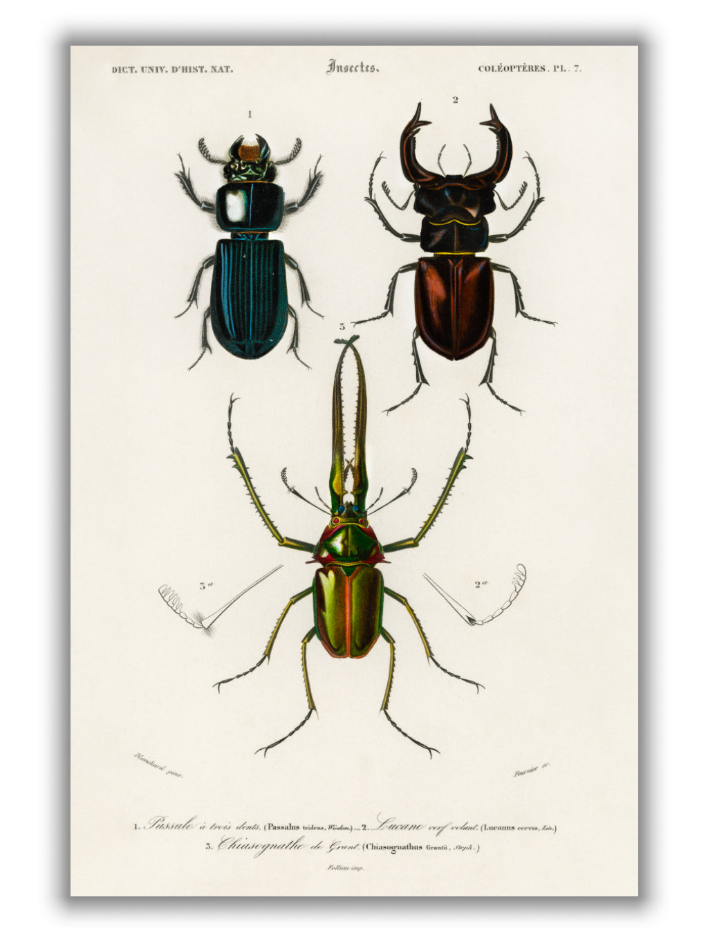 Natural History - Different types of beetles 1