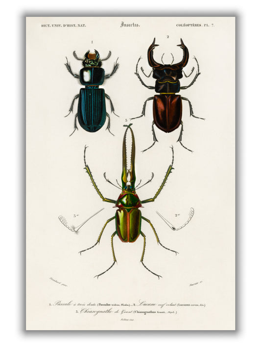Natural History - Different types of beetles 1