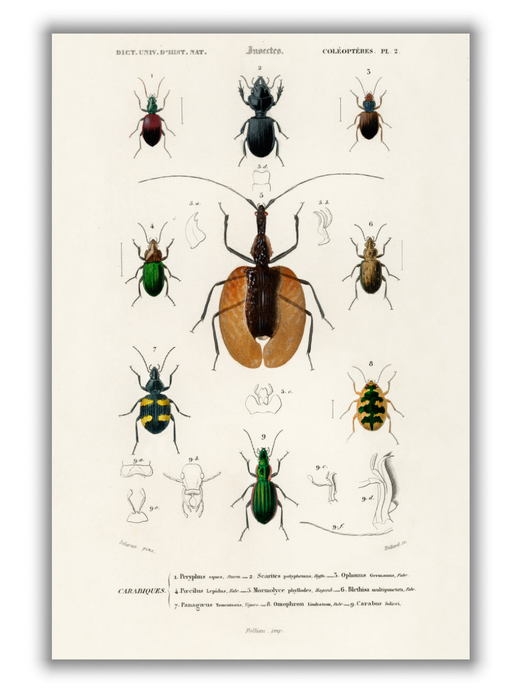 Natural History - Different types of beetles 2