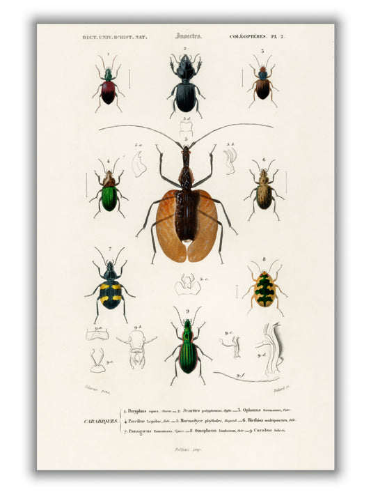 Natural History - Different types of beetles 2