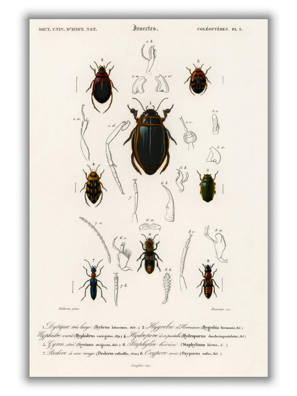 Natural History - Different types of beetles 3