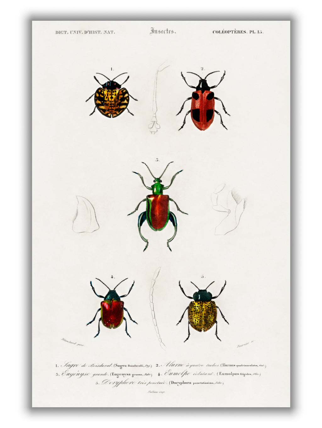 Natural History - Different types of beetles 4