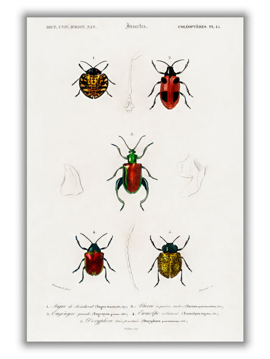 Natural History - Different types of beetles 4