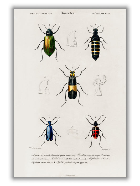 Natural History - Different types of beetles 5